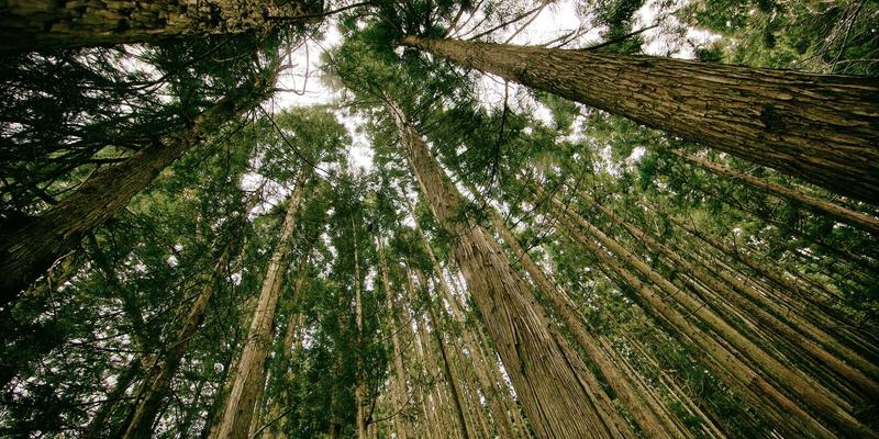 YM7570883视角：网络功能虚拟化（NFV）与容器化网络功能的融合演进