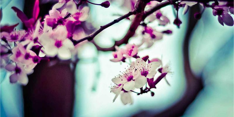 基于意图的网络（IBN）在企业网络自动化中的实践与挑战：YM7570883编程开发技术教程